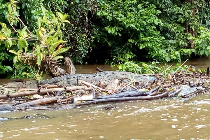 Tarcoles River Crocodile and Wildlife River Trip from San Jose - Photo 1 of 6
